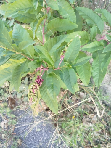 American pokeweed