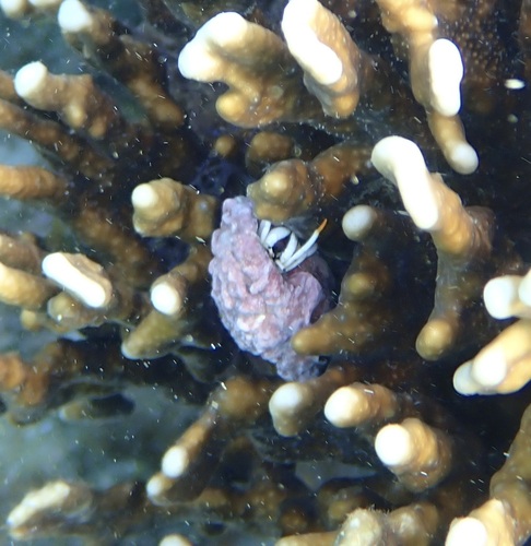 Calcinus minutus observed 2026-09-23