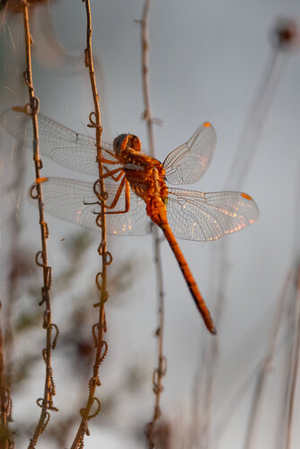 Epaulet Skimmer
