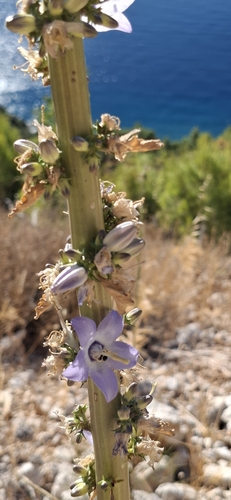 Chimney Bellflower