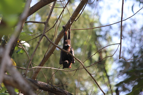 Little Red Flying-fox
