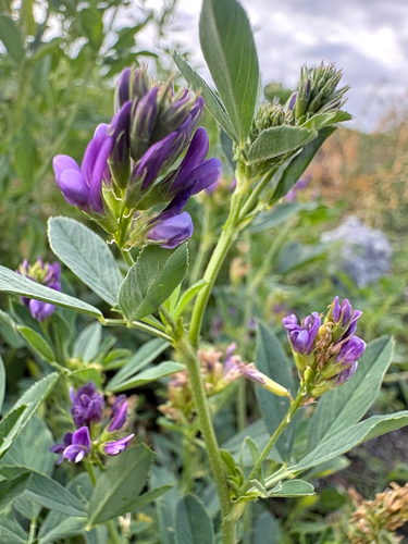Alfalfa