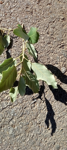 Quercus × morisii