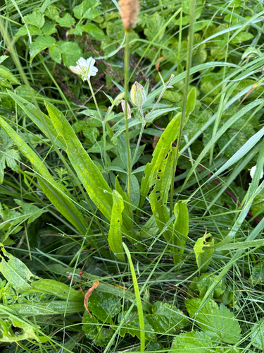 ribwort plantain