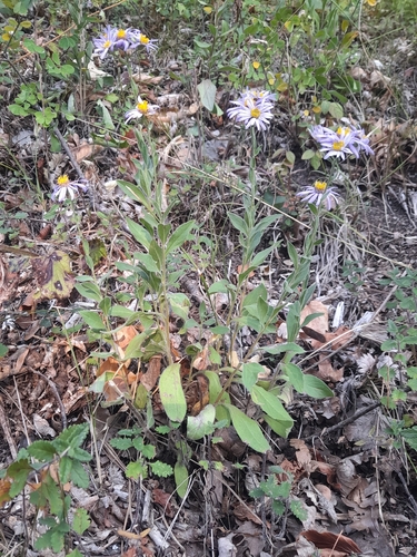 Aster amellus, photograph 4