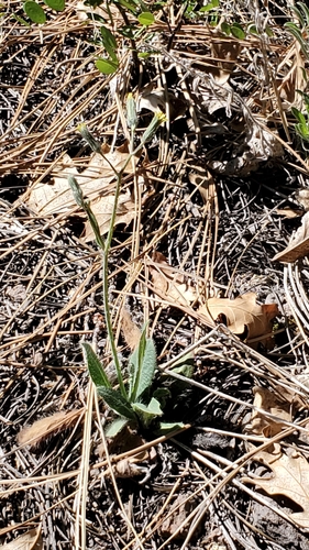 Image of Hieracium fendleri by no rights reserved
