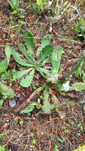Hypochaeris glabra, photograph 3