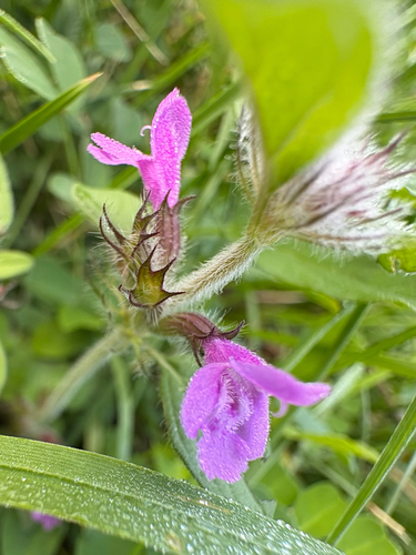 Wild Basil