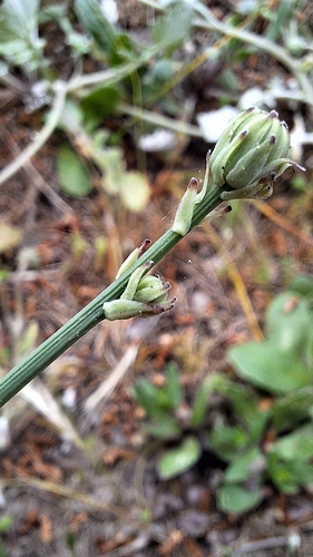 Hypochaeris glabra, photograph 4