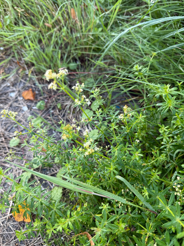 Hedge Bedstraw