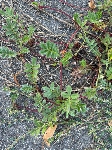 common silverweed
