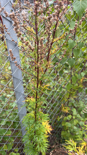 common mugwort