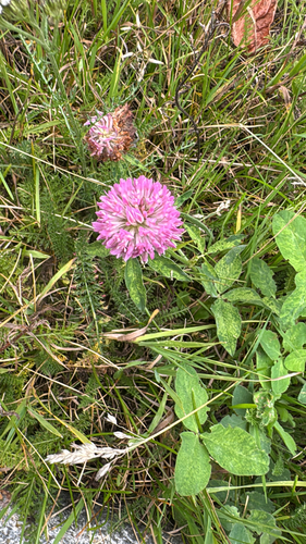 Red Clover