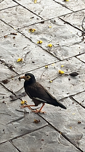 Common Myna