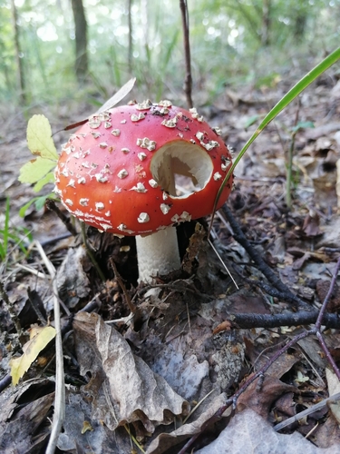 Fly Agaric