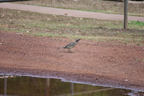 Great Bowerbird