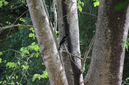 Spangled Drongo