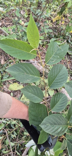 Alphitonia petriei observed 2026-09-24