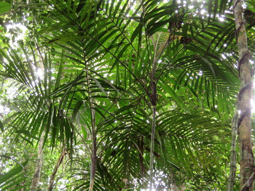 Largest Shadowpalm