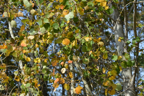 Populus tremula, photograph 6