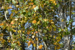 Populus tremula, photograph author not stated, no rights reserved