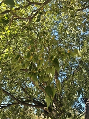 Celtis australis, photograph (c) L Rose, some rights reserved (CC BY)