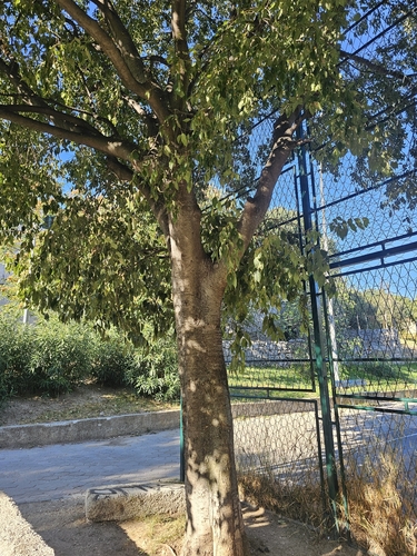 Celtis australis, photograph 4