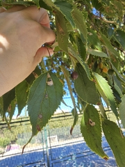 Celtis australis, photograph (c) L Rose, some rights reserved (CC BY)