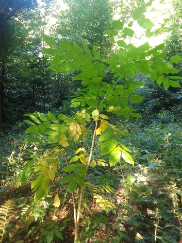 Juglans mandshurica, photograph 1