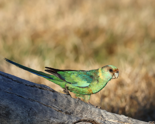 Australian Ringneck