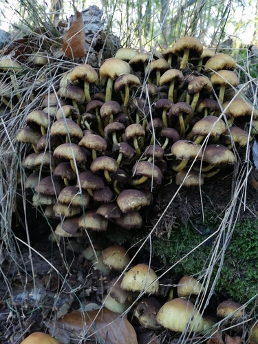 Sulphur Tuft