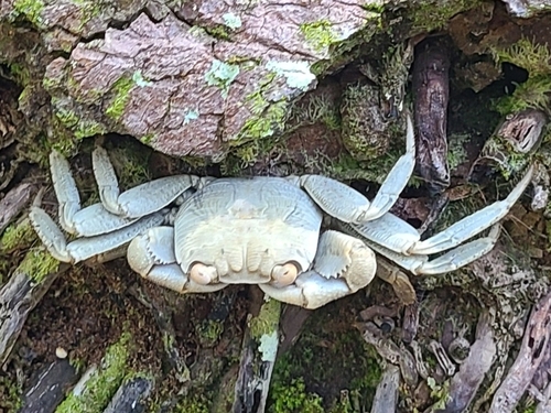 Geograpsus crinipes observed 2026-09-24