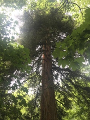 Sequoiadendron giganteum