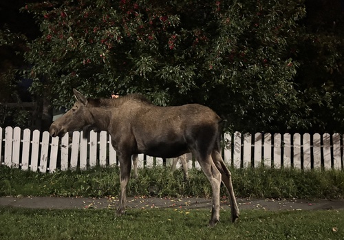 Alaskan Moose