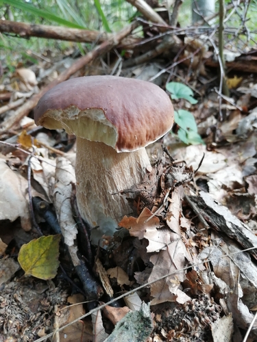 King Bolete