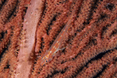 Annella observed 2026-09-05