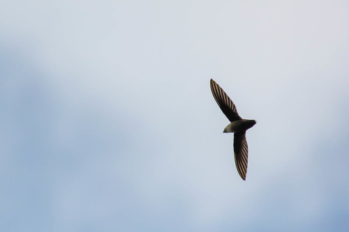 Vencejo de chimenea (Chaetura pelagica)