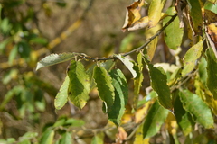 Salix caprea, photograph author not stated, no rights reserved