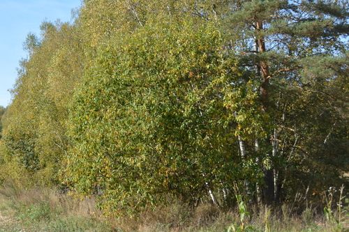 Salix caprea, photograph 5