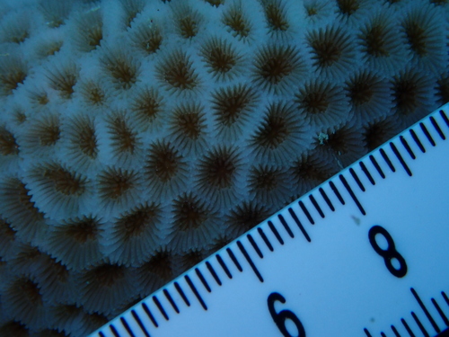 Goniastrea edwardsi observed 2026-09-24