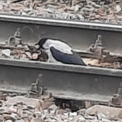 Hooded Crow