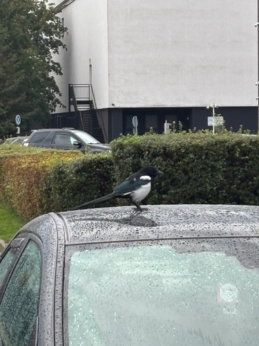 Eurasian Magpie