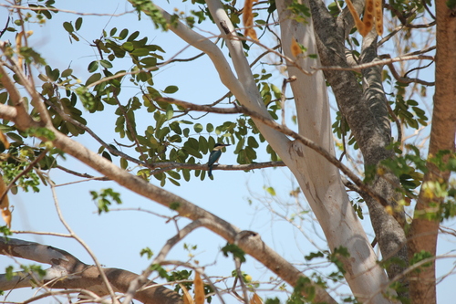 Sacred Kingfisher