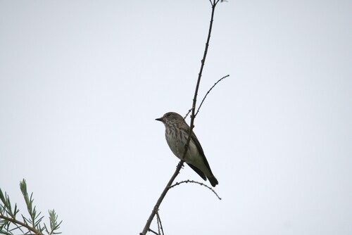 Gray-streaked Flycatcher