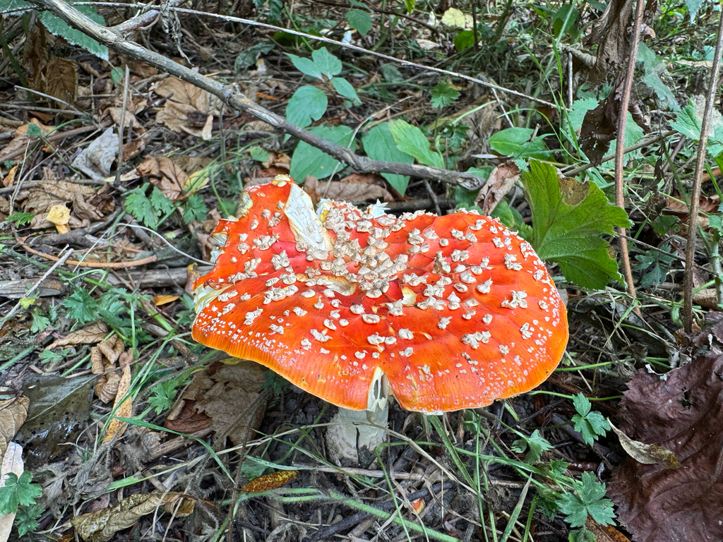 Fly Agaric · September 2026 · photo: Photo: (c) Jason Alexander, some rights reserved (CC BY) · iNaturalist
