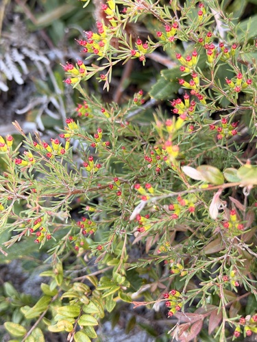 Homoranthus virgatus observed 2026-09-23