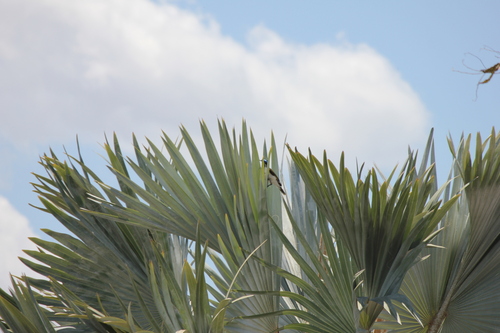 Blue-faced Honeyeater