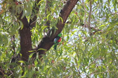 Red-winged Parrot
