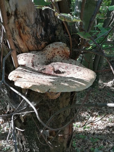 Dryad's Saddle