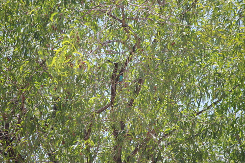 Hooded Parrot